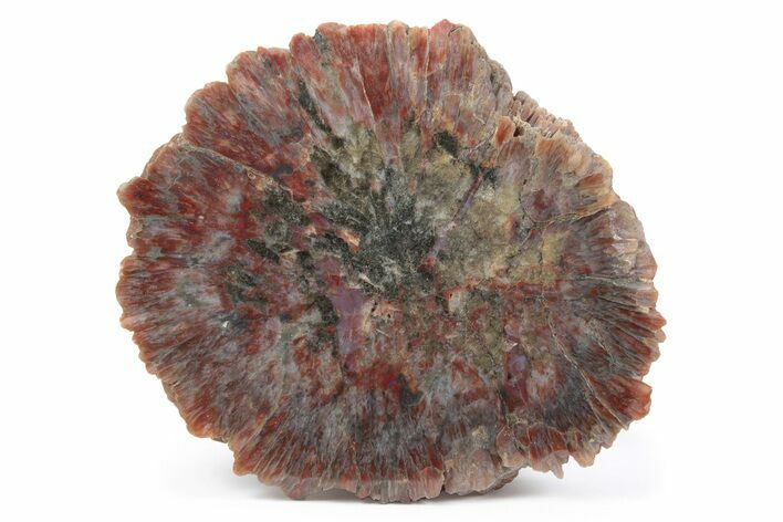 Polished Agate Replaced Barite Nodule Half - Utah #246318